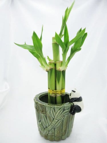 9GreenBox-Live-5-Style-Lucky-Bamboo-Plant-Arrangement-with-Ceramic-Panda-Vase-0