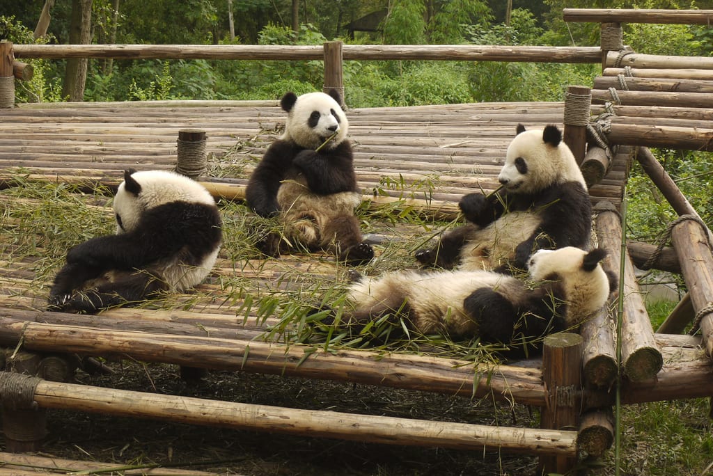 Are Pandas Marsupials- Pandas (Placental Mammals)