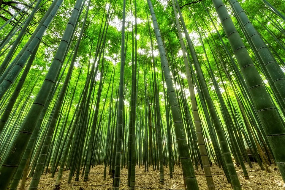 Do Pandas Live in the Rainforest- Bamboo Rainforest