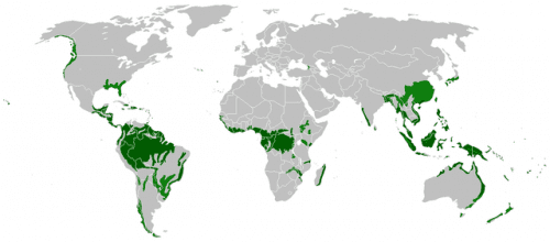 Do Pandas Live In The Rainforest Panda Things